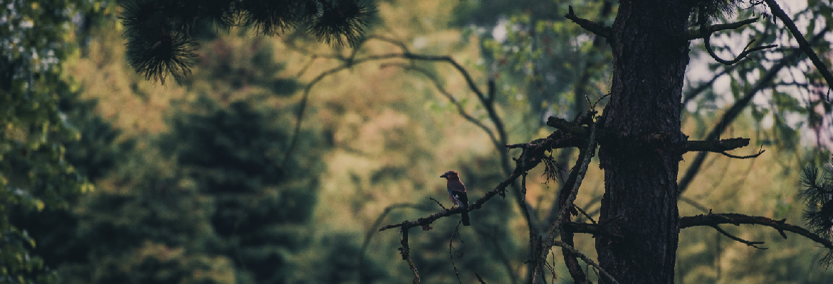 bird on a tree