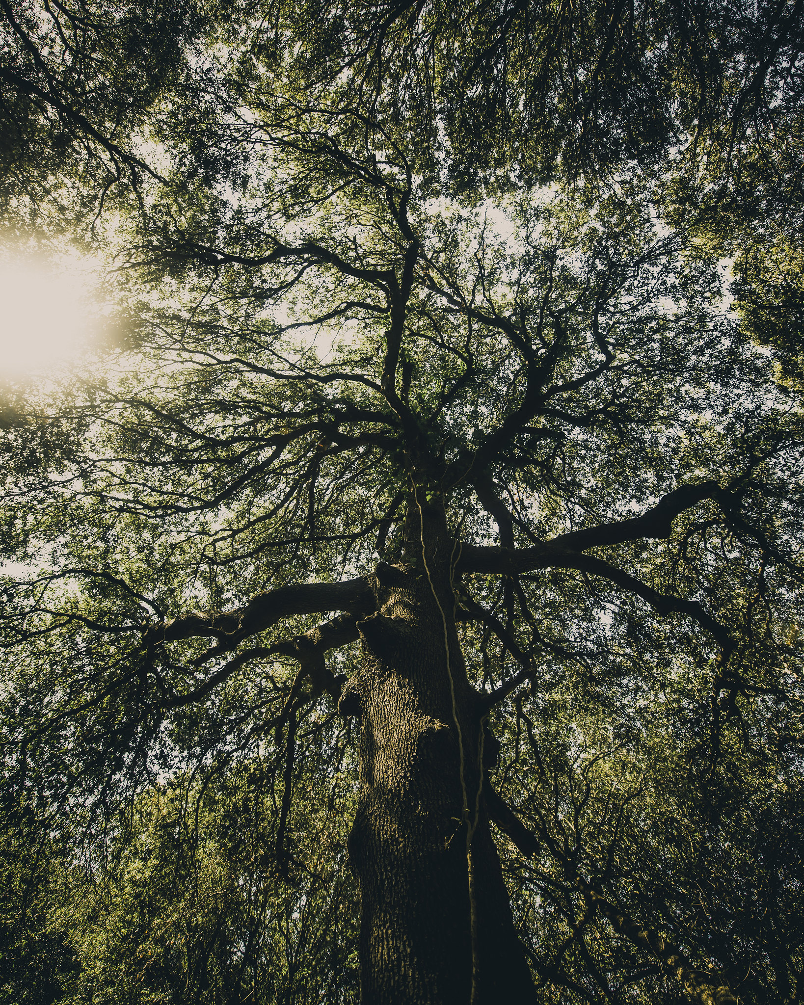 Photograph of an Oak Tree by Konsta Punkka.