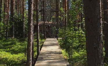 School forest at Hyytiälä