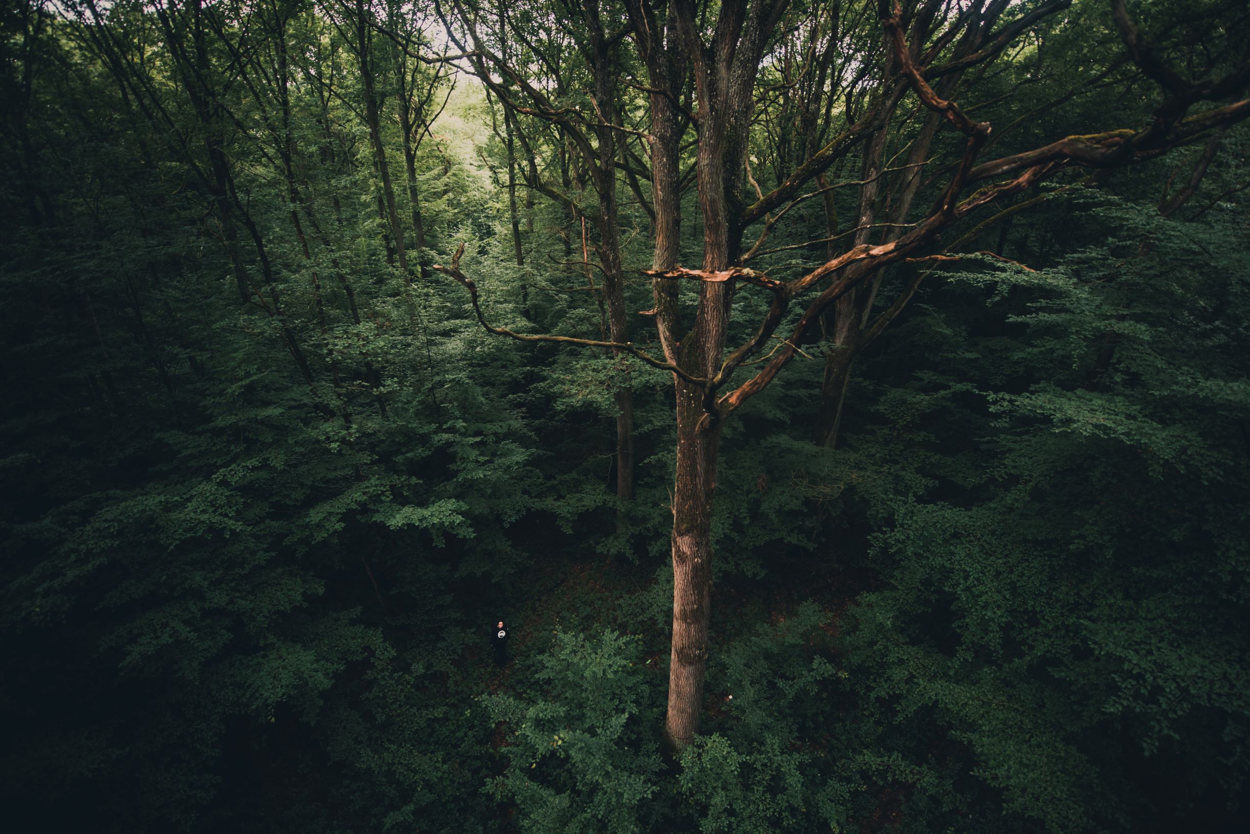 A photo of a tree by Konsta Punkka