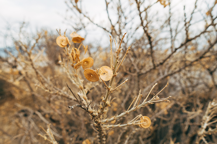 Dry vegetation in Greece 