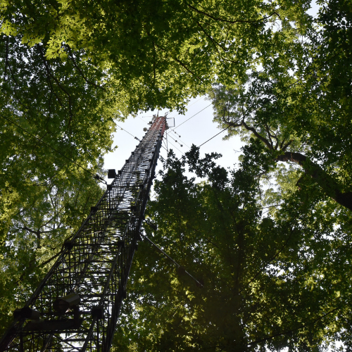 Picture of the Lanzhot station in a green forest 