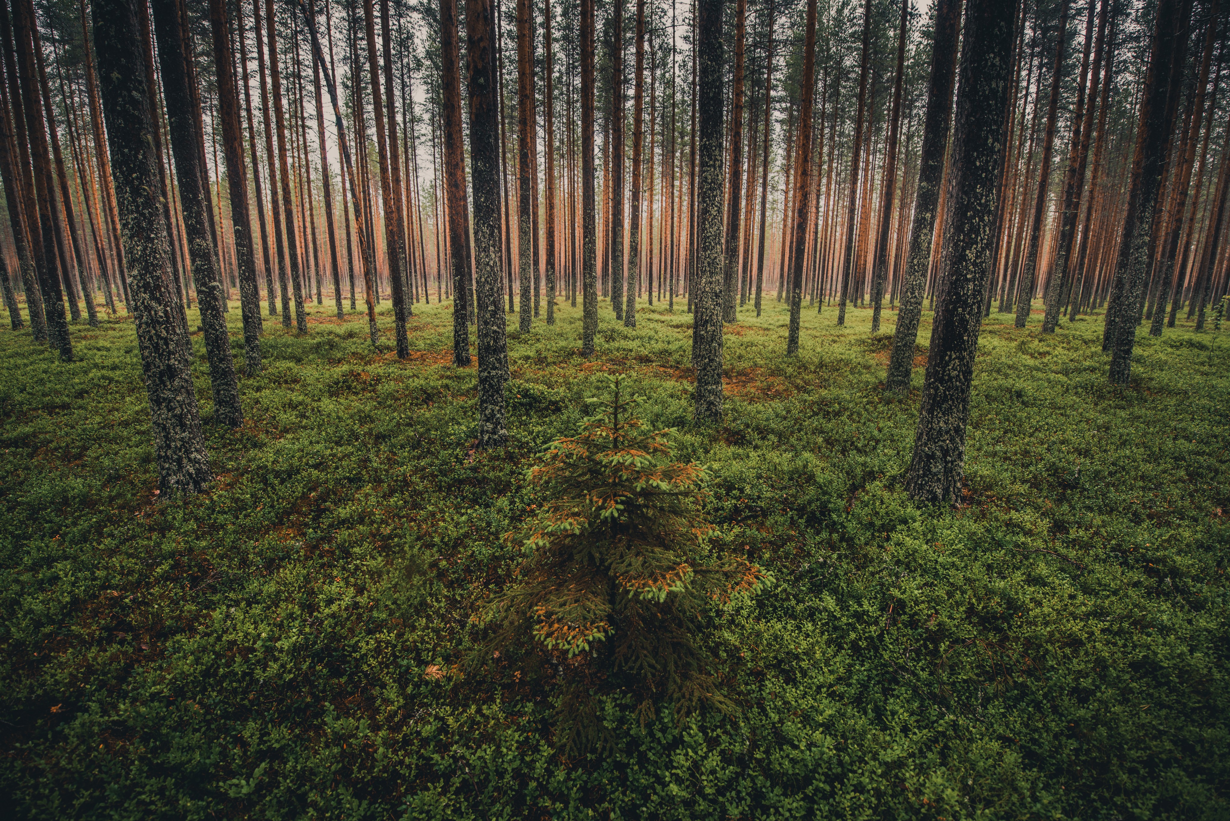 Spruce forest in Sweden