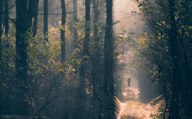 Picture of a forest with a cyclist in the background