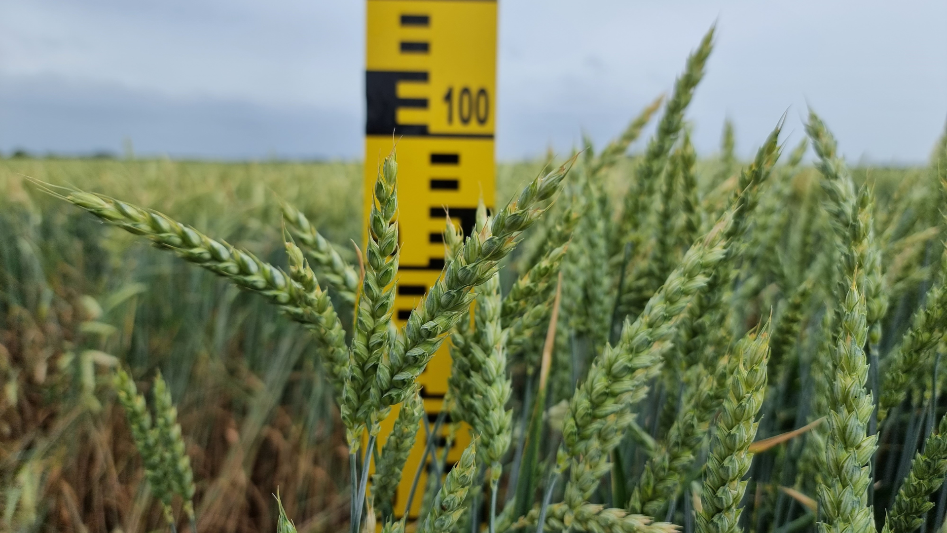 winter wheat measured on the field