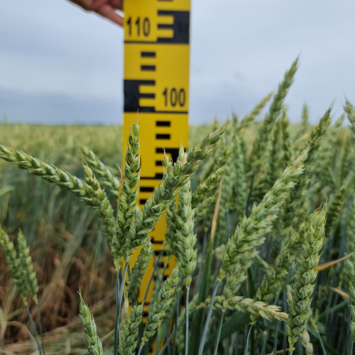 wheat being measured