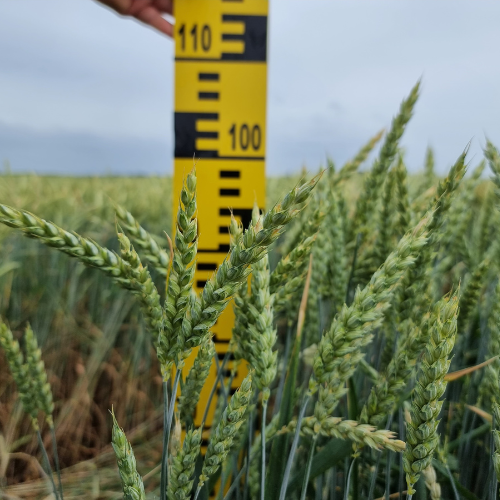 wheat being measured 