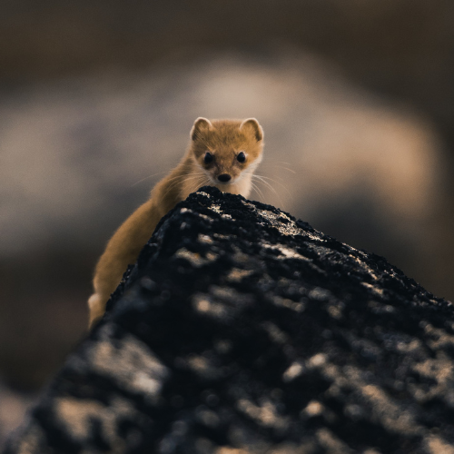 picture of an arctic small animal on top of a rock 