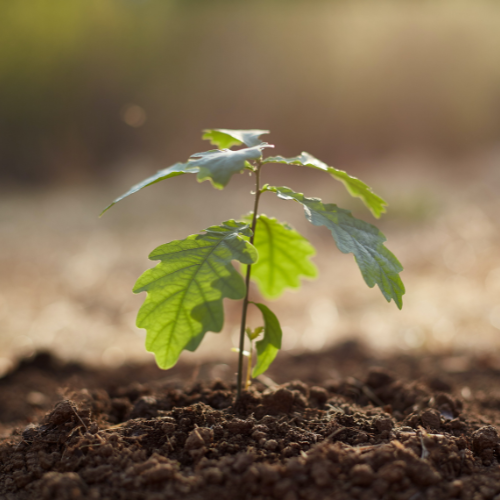 plant growing from the ground