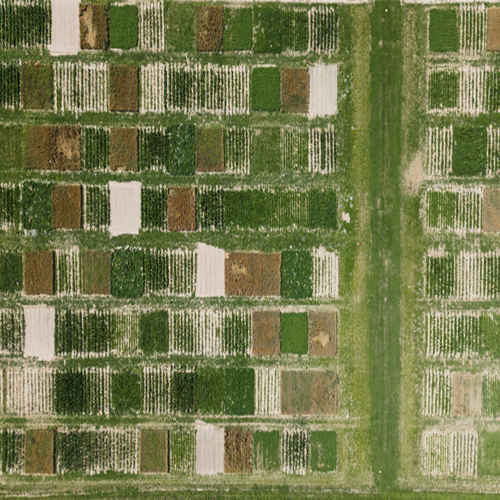 picture of green fields forming a geometrical pattern taken from above