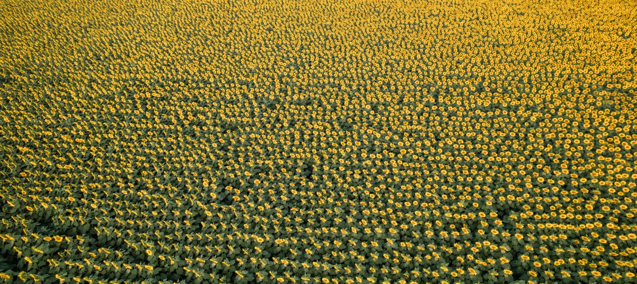 sunflower field