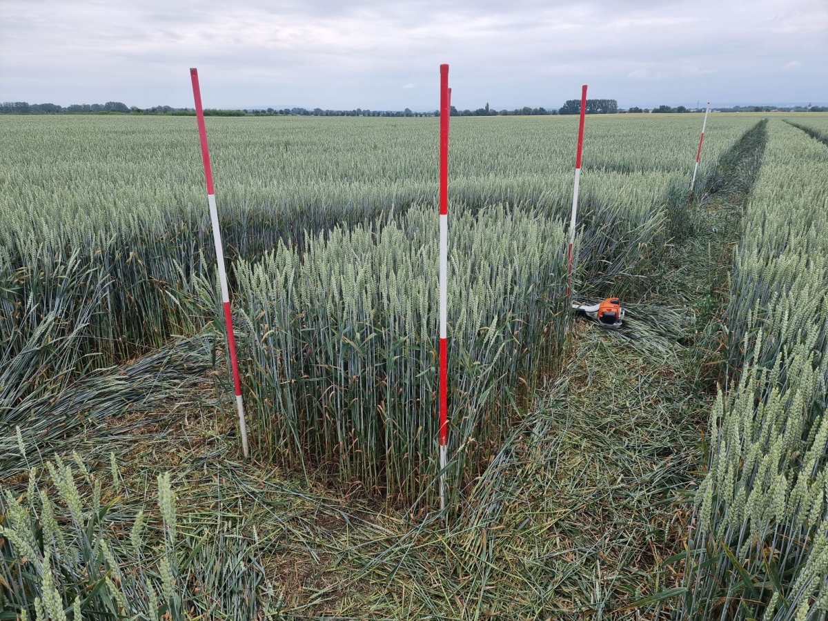 Field of winter wheat