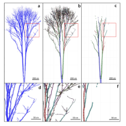 Figure 2) From a point cloud to a cylinder model. By fitting cylinders to stem and branch segments of the point cloud (a & d) and enclosed 3D volume (b&e) is created. These “Quantitative Structure Models” form the basis of testing a variety of ecological hypotheses.