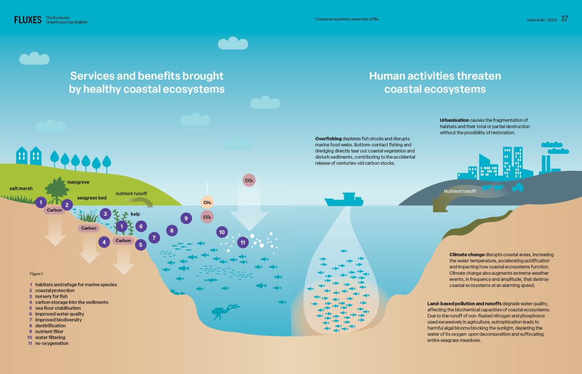 Blue carbon illustration