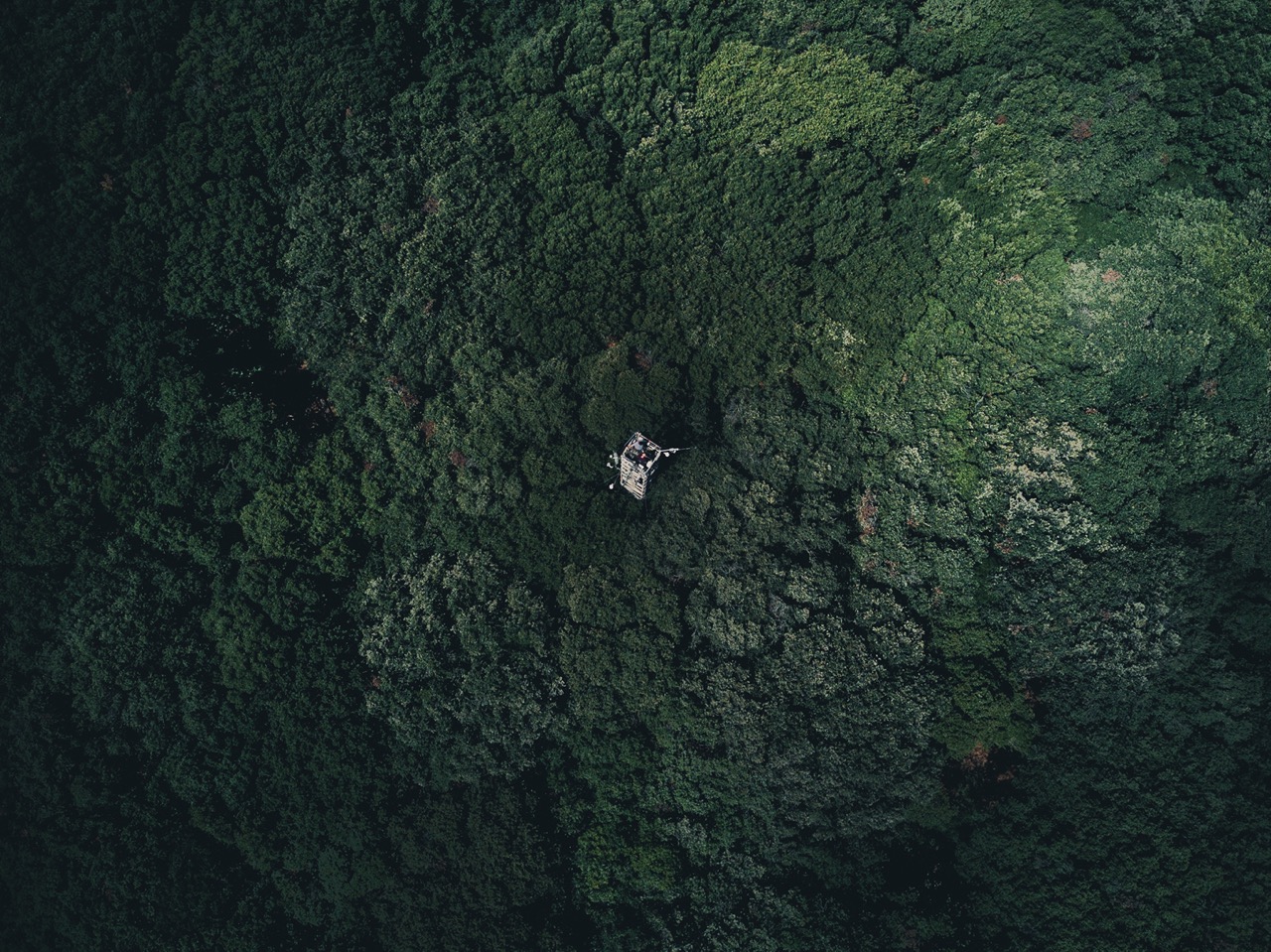 aerial picture of lush green forest