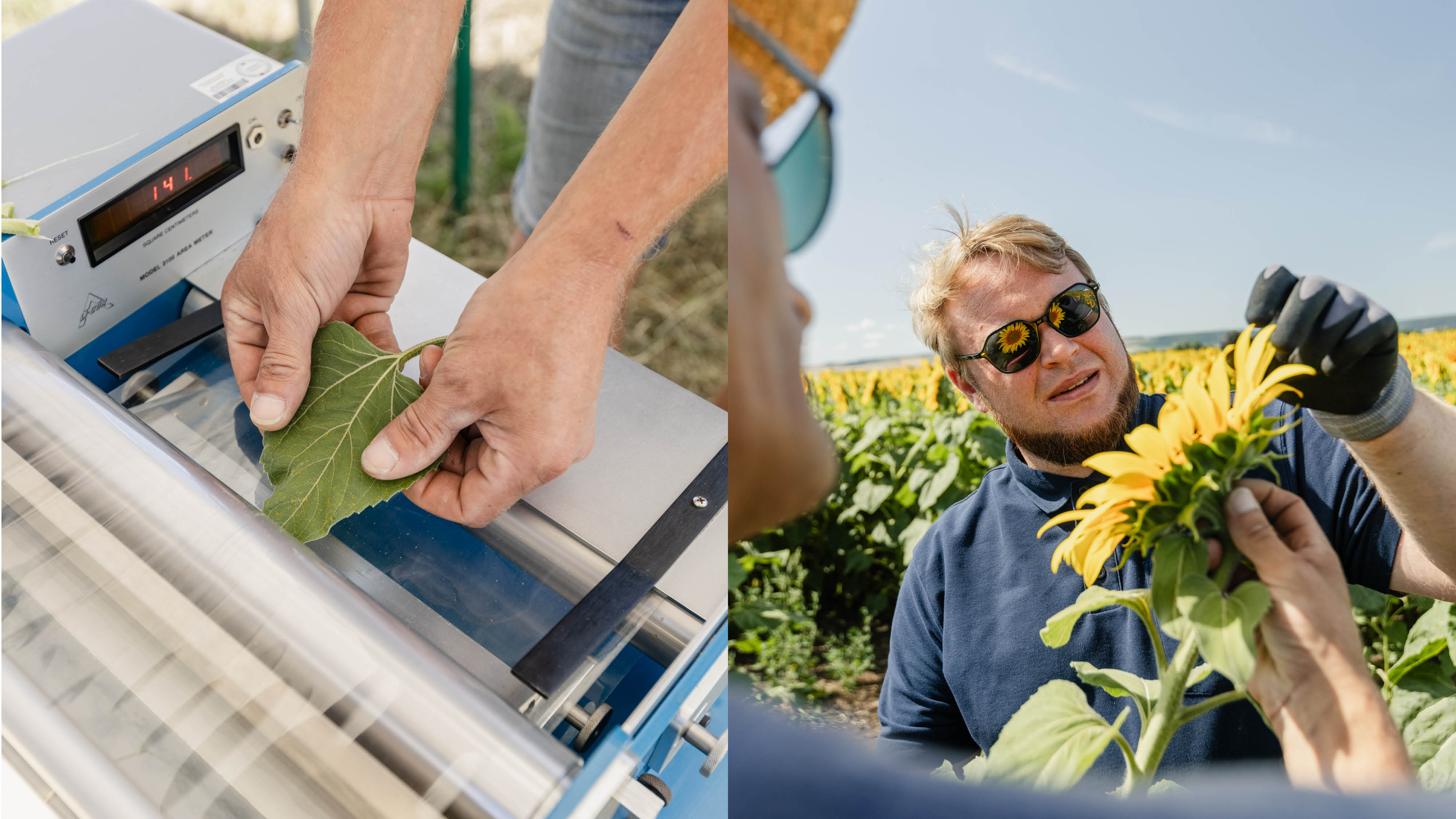 on the left: sunflower leaf being put into an scanning instrument. On the right: scientists looking at the petals of a sunflower