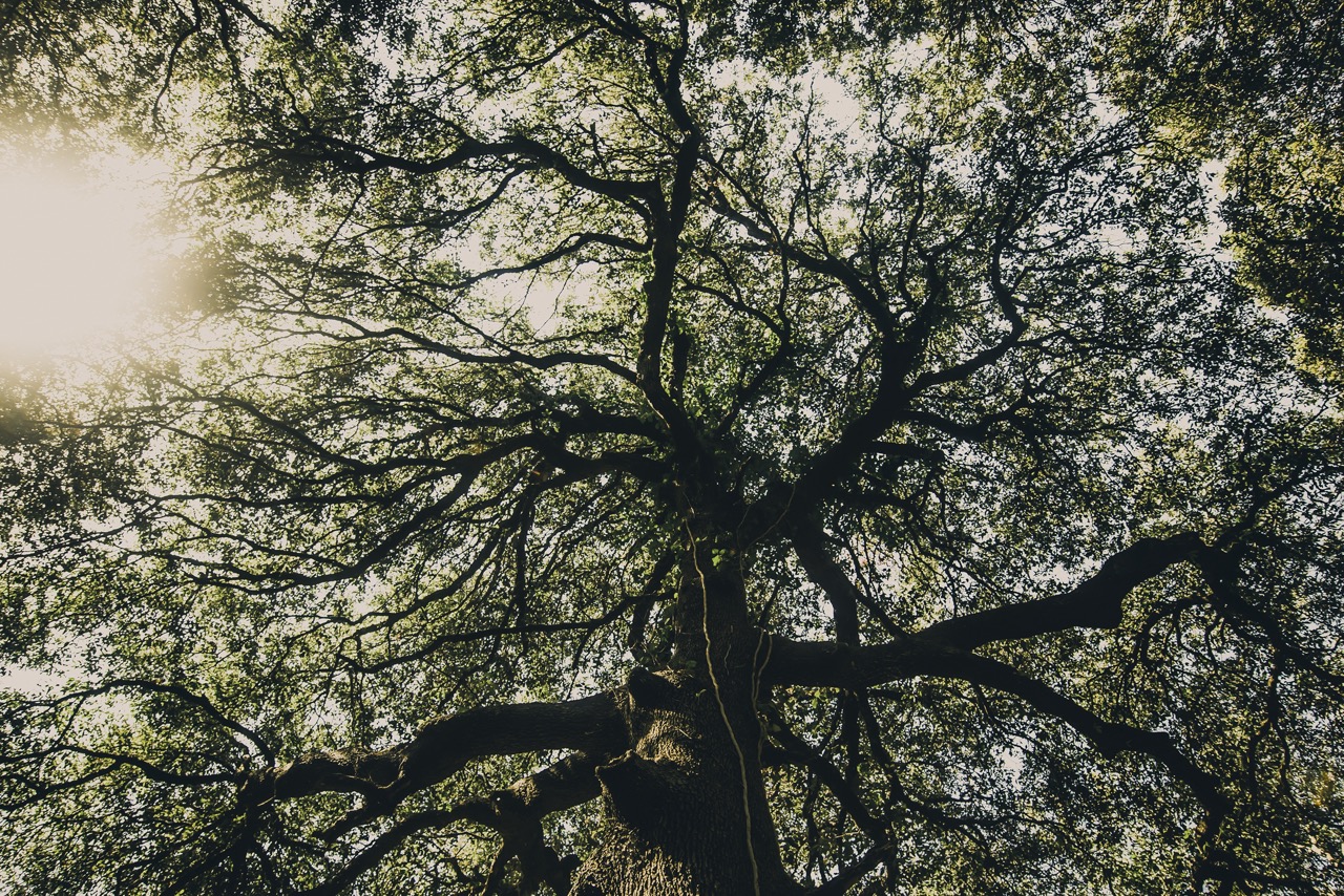 picture of a large oak tree from below