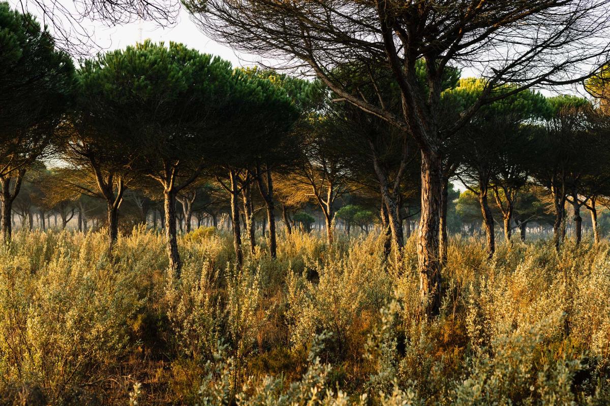 ICOS El Arenosillo