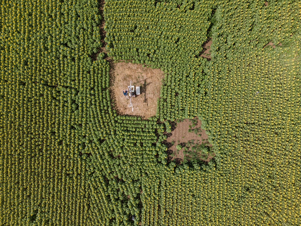 picture of the sunflower field from above