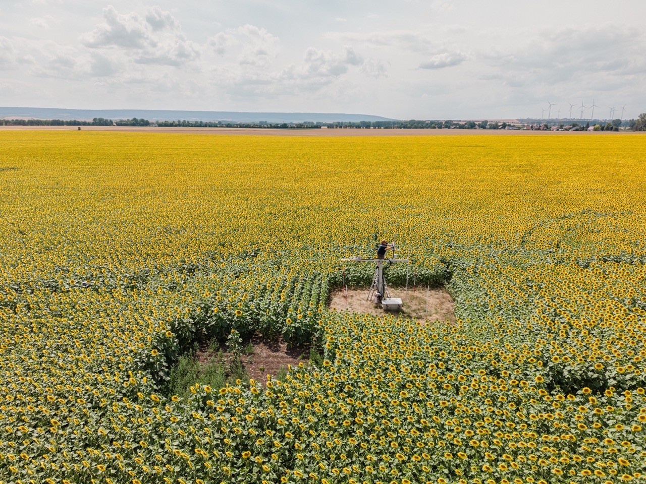 the sunflower field with the eddy covariance tower in the middle