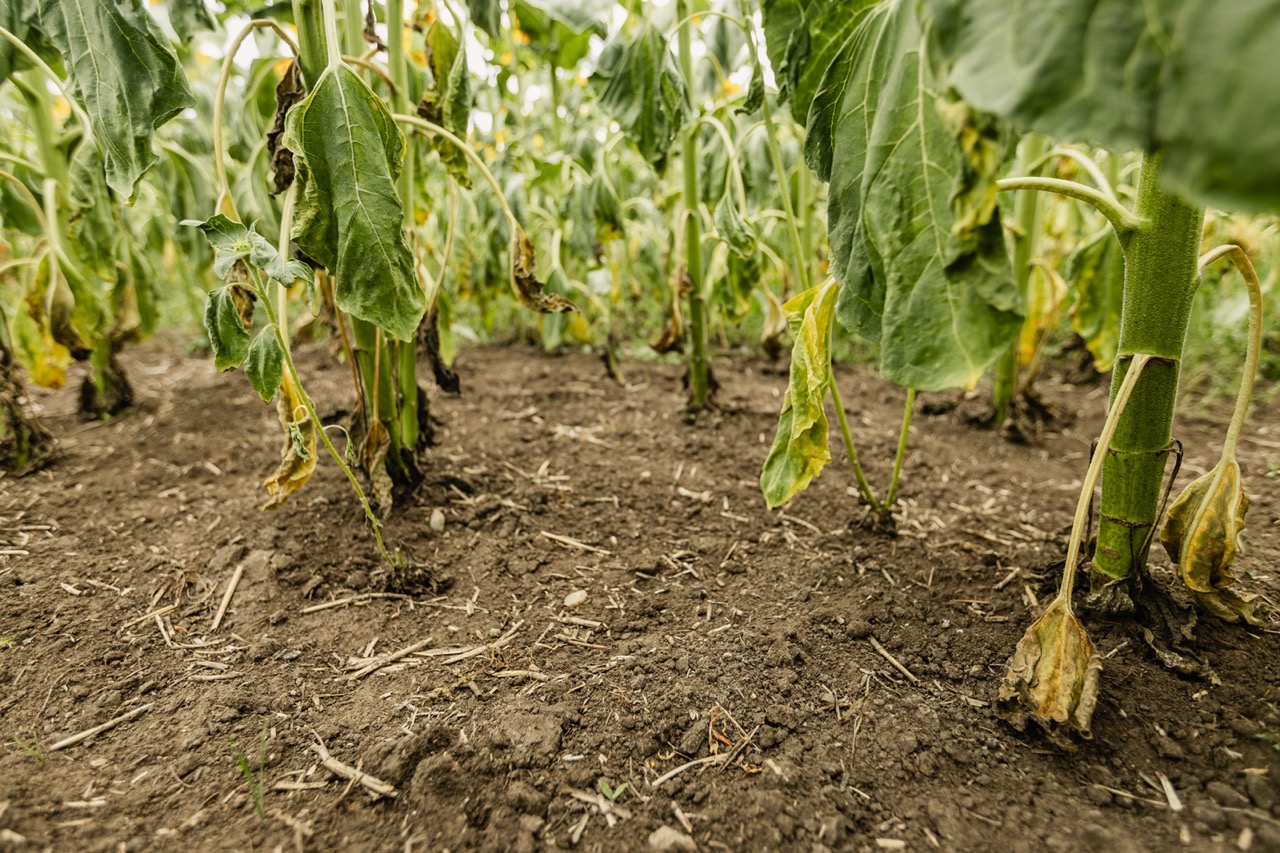 soil under sunflowers