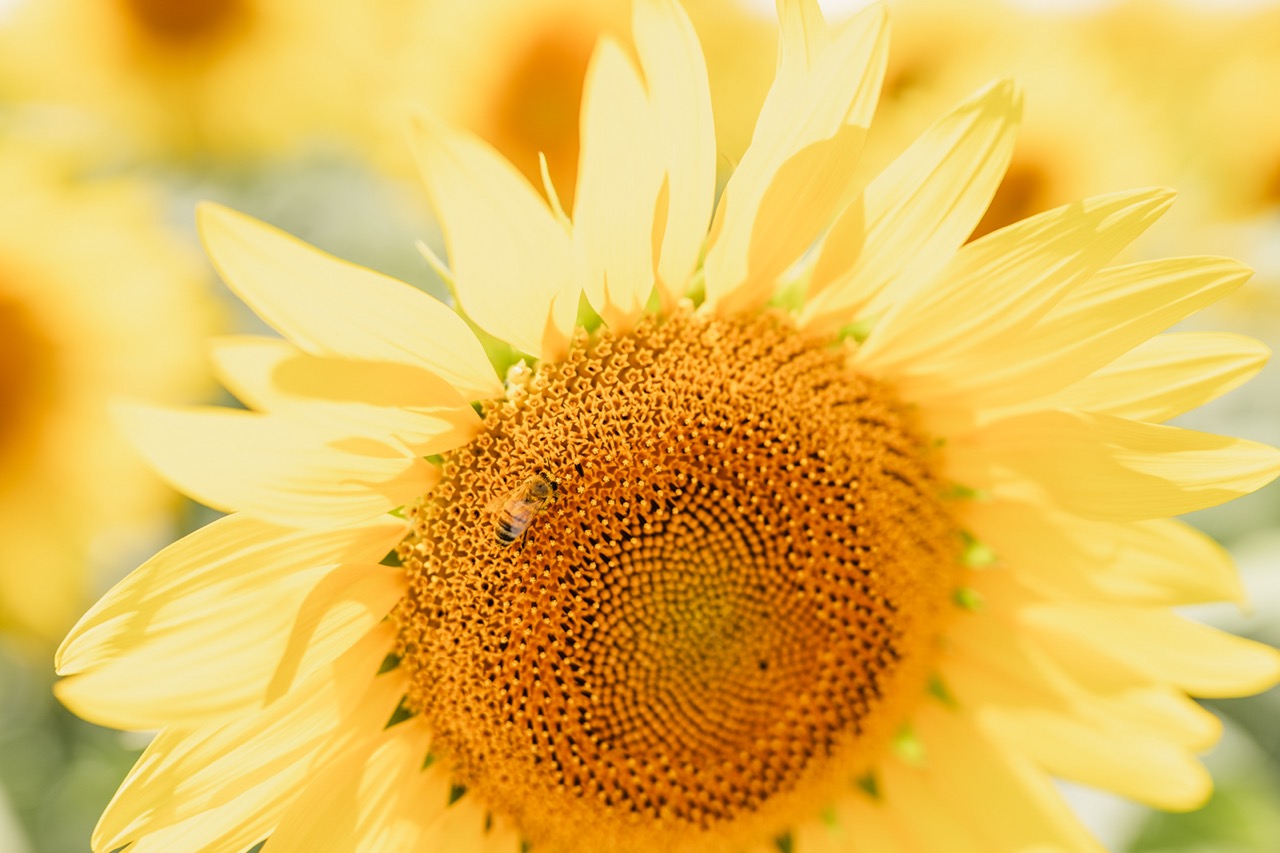 closeup of sunflower with a bee in its flower