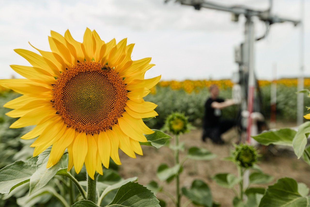 Sunflower on the foreground, on the background person working on the measurement tower