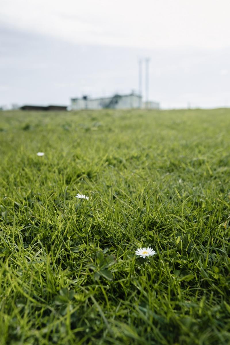 closeup of a flower in the field