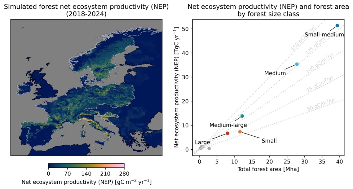scientific figure showign simulated forest net ecosystem productivity and NEP and forest area by forest size class
