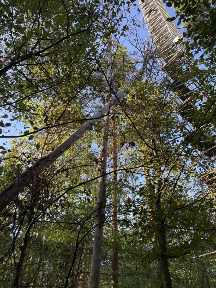 A drought-damaged tree fell into the eddy covariance tower at the ecosystem associate site DE-Har during summer 2026 impacting some measurement systems 