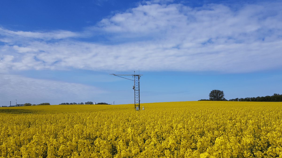 A vast field of bright yellow flowering rapeseed (canola) in full bloom stretches to the horizon under a wide blue sky with scattered white clouds. An eddy covariance flux tower rises from the middle of the field. Trees and farm buildings are faintly visible along the distant tree line.