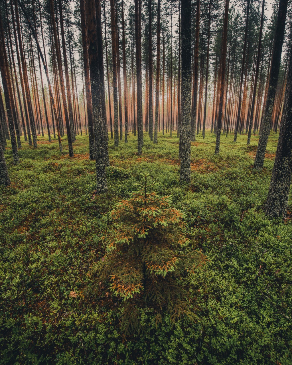 Spruce tree in a boreal forest near the ICOS Svartberget Ecosystem station in Sweden.