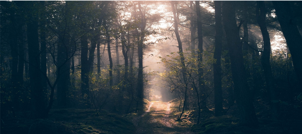 Figure 1) Pine forests in the ICOS Loobos site, photo taken by Konsta Pukka