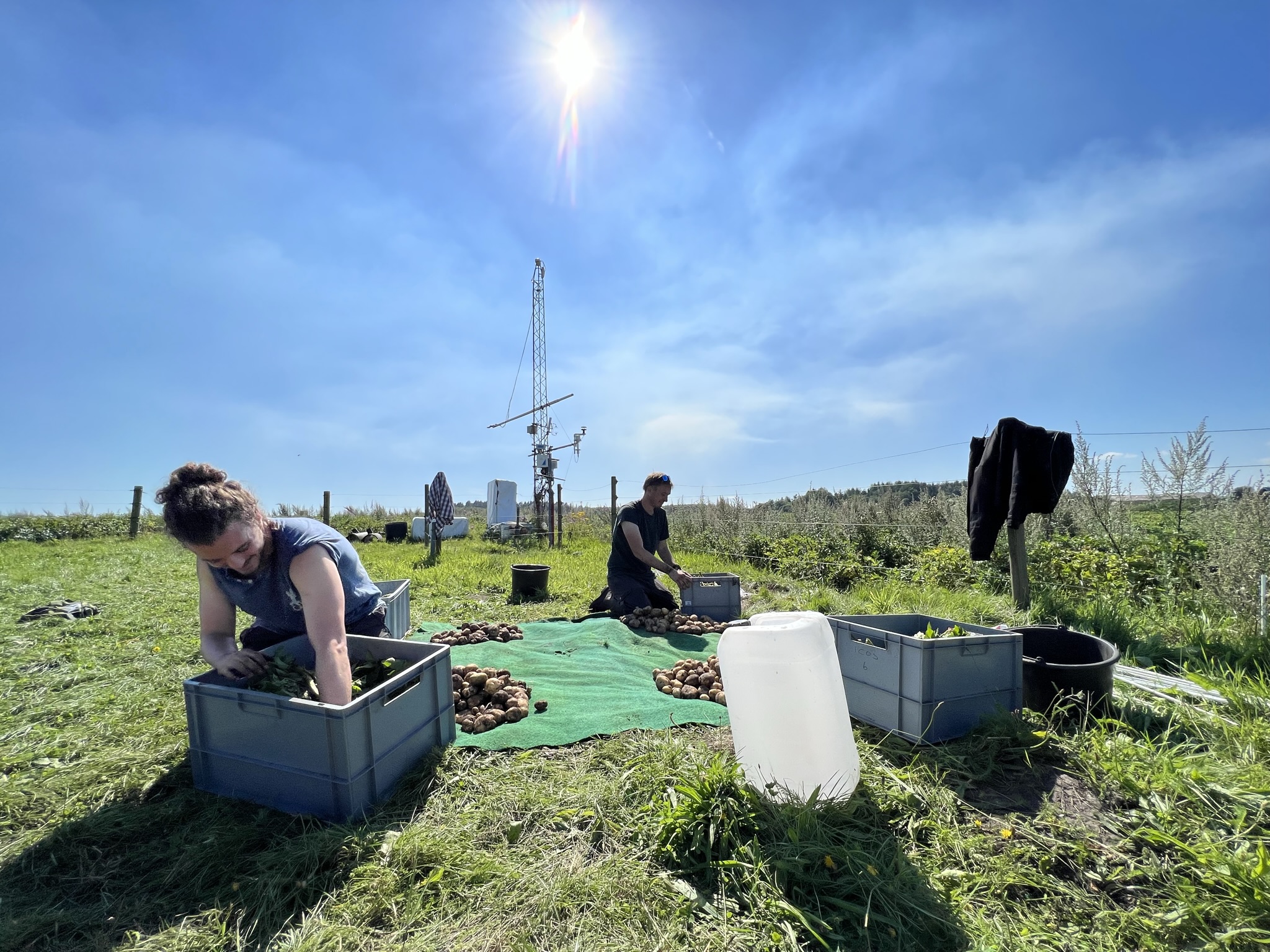 fieldwork on a potato field