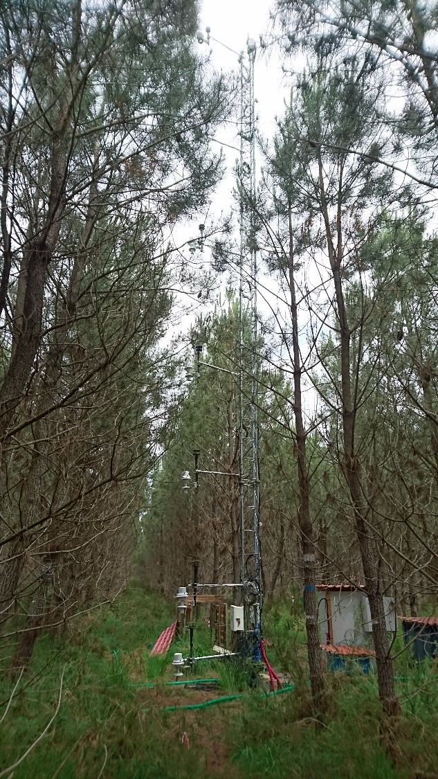 Example of an ICOS forest ecosystem and the understory vegetation