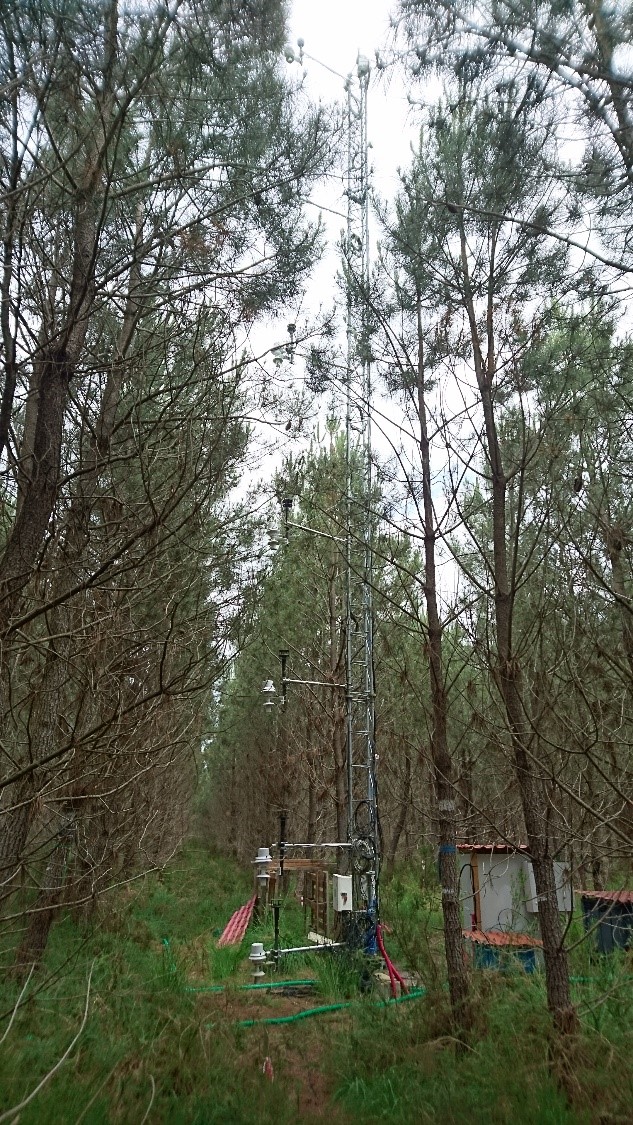 Example of an ICOS forest ecosystem and the understory vegetation 