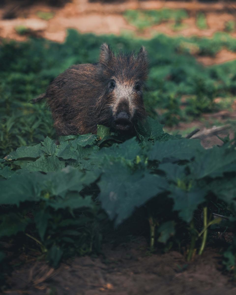 Wild pig at Lanzhot station. Photo by Konsta Punkka