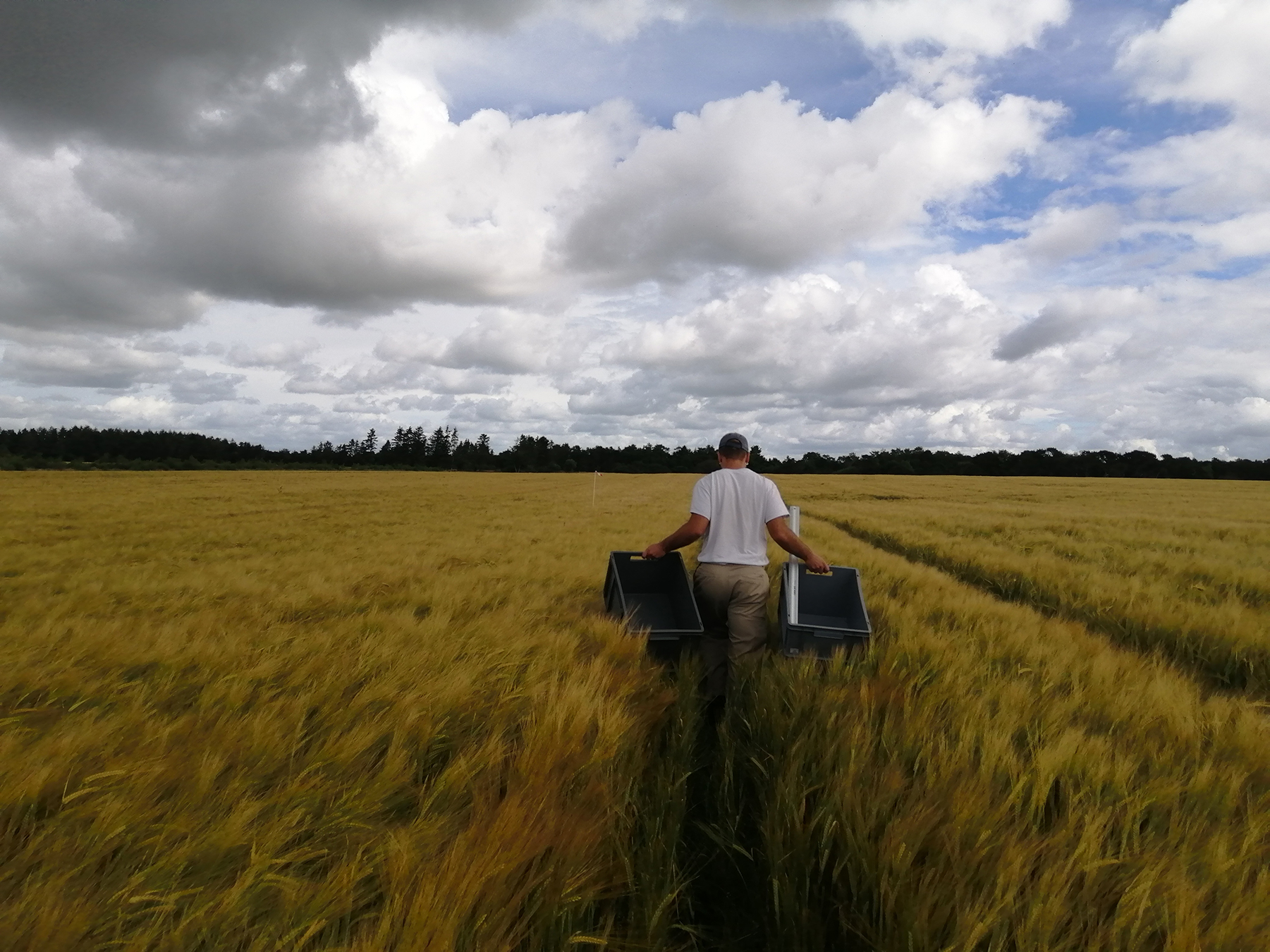 biomass sampling at Voulundgaard station