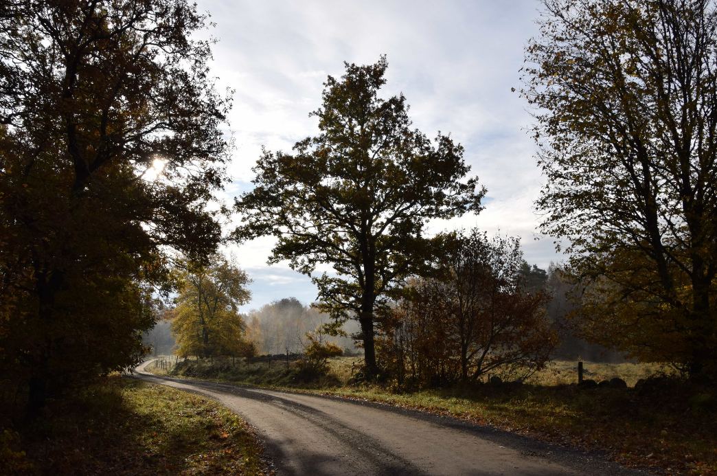 Forest at Hyltemossa