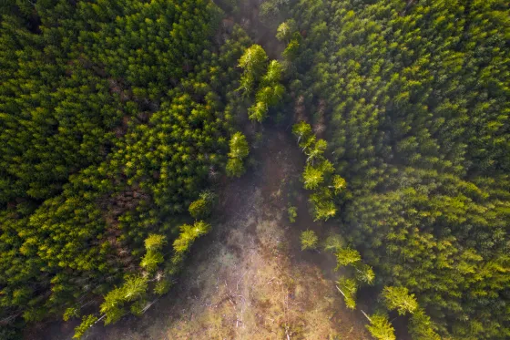Aerial photo of a partially-cleared forest