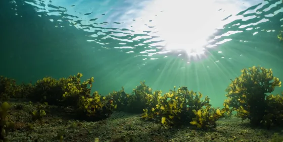 Underwater photograph of healthy Fucus vesiculosus in shallow waters