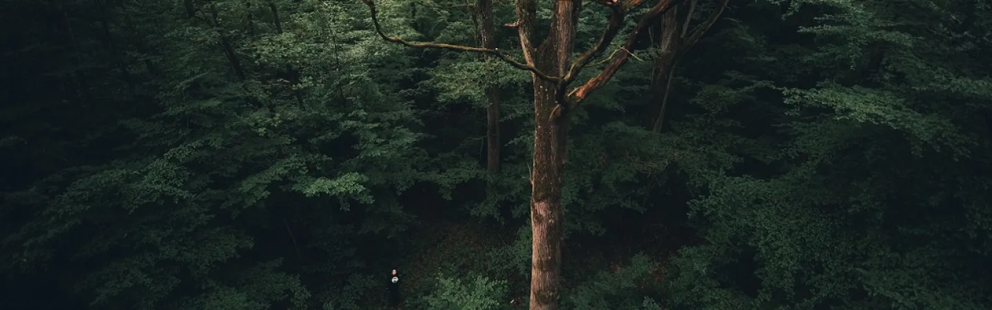 Image by Konsta Punkka