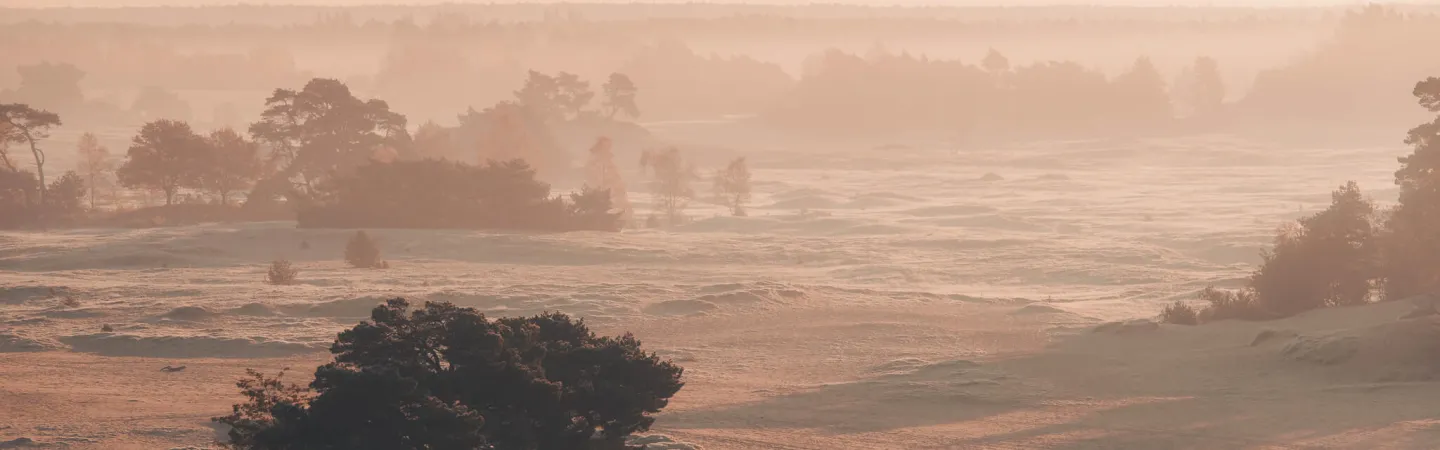 Misty heathland landscape at sunrise with scattered trees and rolling dunes