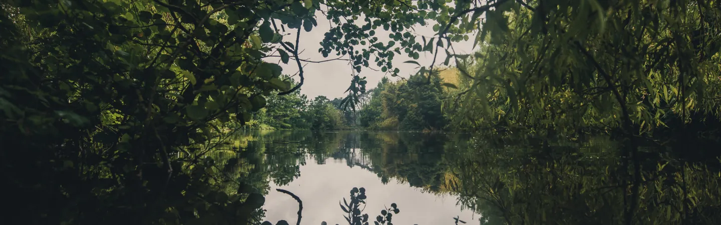 Calm river framed by dense green vegetation