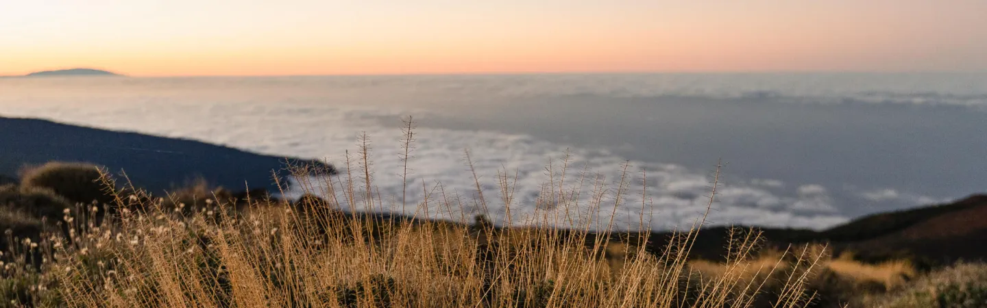Mountain landscape at sunset overlooking a sea of clouds, with dry grasses in the foreground