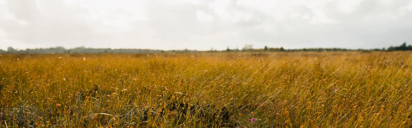 A wide field of tall golden‑brown grass stretches toward a distant tree line beneath a mostly cloudy sky.