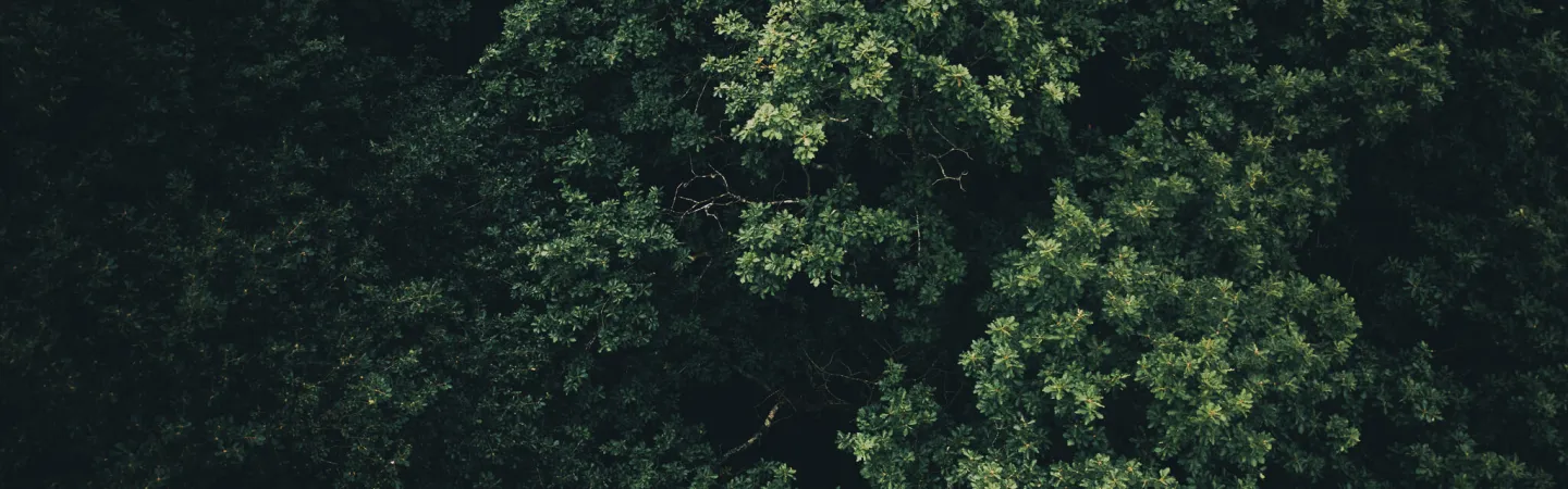 Top-down view of dense green forest canopy