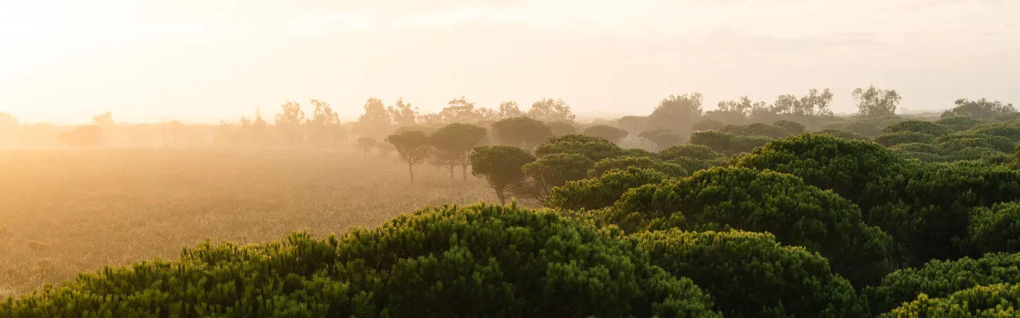 Forest canopy at sunrise in soft golden light.