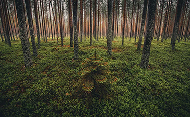Forest measurements
