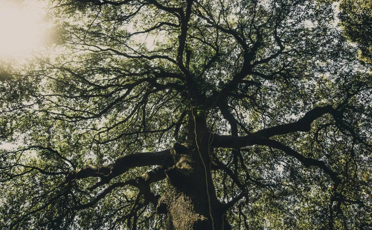 Photograph of an Oak Tree by Konsta Punkka.